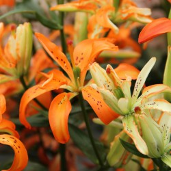 Lilium 'Must See'