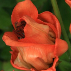 Lilium 'Tintoretto'