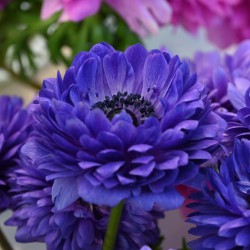 Anemone coronaria...