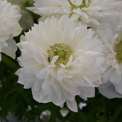 Anemone coronaria...