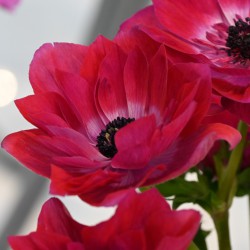 Anemone coronaria MISTRAL®...