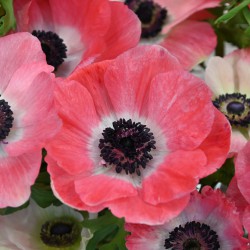 Anemone coronaria MISTRAL...