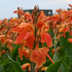 Canna 'Color Clown'