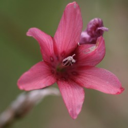 Dierama ambiguum