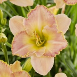 Hemerocallis 'Cumberland...