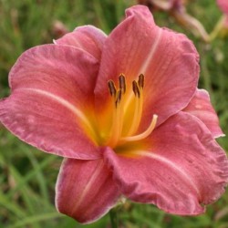 Hemerocallis 'Endlesslily...