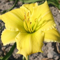 Hemerocallis 'Endlesslily...