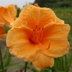 Hemerocallis 'Endlesslily...