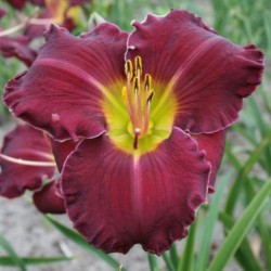 Hemerocallis 'Fripp Island'