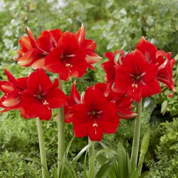 Park Amaryllis 'Magma' ®