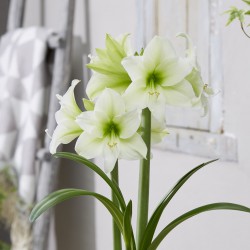 Park Amaryllis 'Northpole' ®