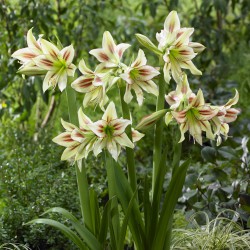 Park Amaryllis 'Cleopatra' ®