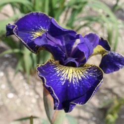 Iris sibirica 'Golden Edge'