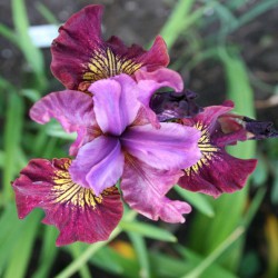 Iris sibirica 'Miss Apple'