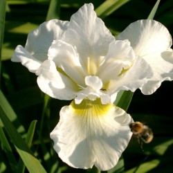 Iris sibirica 'Harpswell...