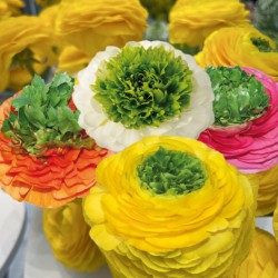 Ranunculus ELEGANCE®...