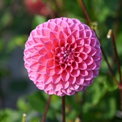 Dahlia 'Sweet Fabienne'