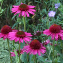 Echinacea purpurea 'Fatal...