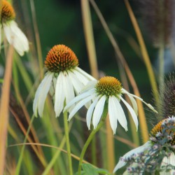 Echinacea purpurea 'White...