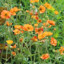 Geum 'Totally Tangerine'