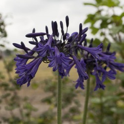 Agapanthus 'Black Pantha'