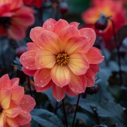 Dahlia 'Dreamy Sunset'