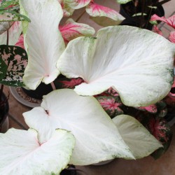 Caladium 'Florida Moonlight' ®