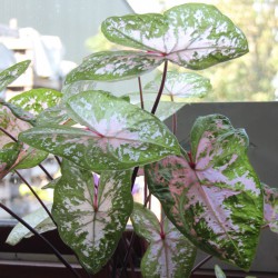 Caladium 'Sea Foam Pink' ®