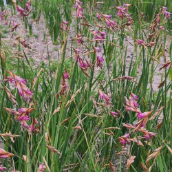 Dierama pendulum