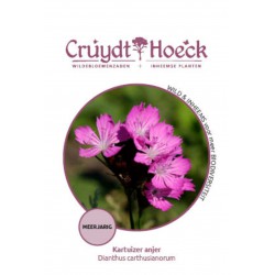 Kartuizer anjer - Dianthus...