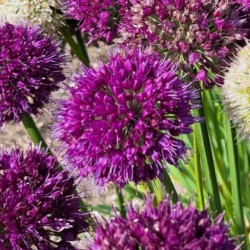 Allium 'Lavender Bubbles' ®