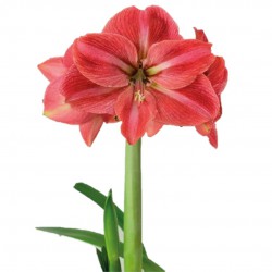 Park Amaryllis 'Candy Star' ®