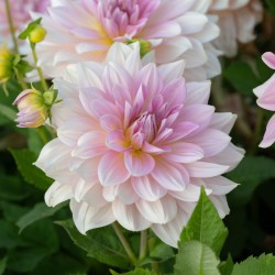 Dahlia 'Fairway Pilot'