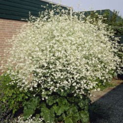 Crambe cordifolia