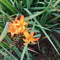 Crocosmia 'Bicolor'