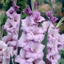 Gladiolus 'Blue Trophic'