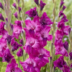 Gladiolus 'Showbird'