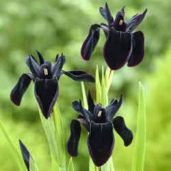 Iris chrysographes 'Black...