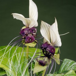 Tacca integrifolia