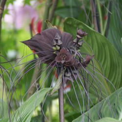 Tacca chantrieri