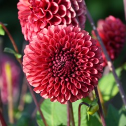 Dahlia 'Copperboy'