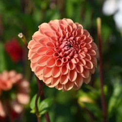 Dahlia 'Cornel Brons'