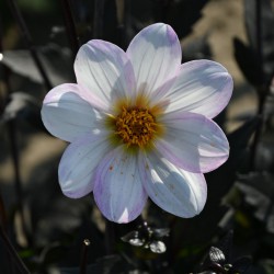 Dahlia 'Dahlegria White' ®