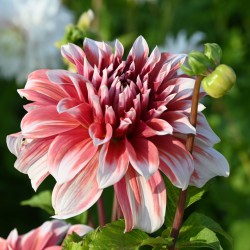 Dahlia 'Frost Nip'