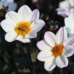 Dahlia 'Happy Single...