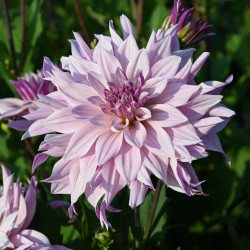 Dahlia 'Labyrinth Twotone'