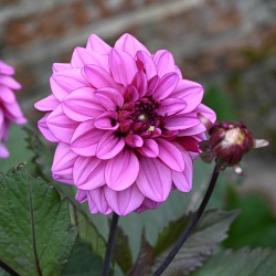 Dahlia 'Melissa Anna Marijke'