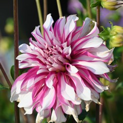 Dahlia 'Radegast'