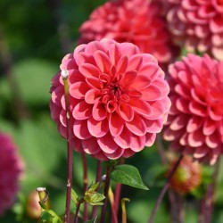 Dahlia 'Zundert Mystery Fox ®'