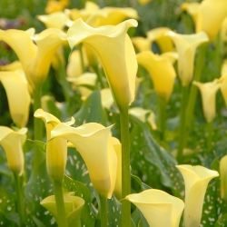 Zantedeschia 'Black Magic'